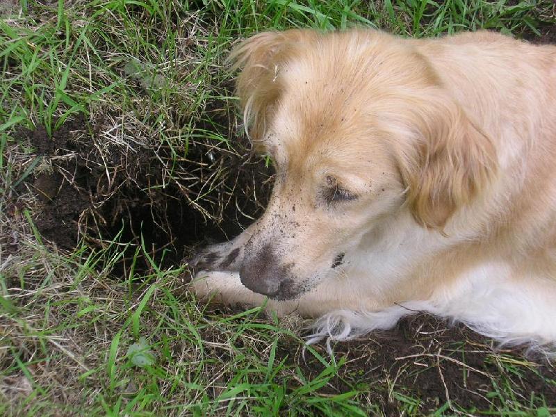 Foto: Kočkopes a jeho dílo-Pes, jehož největší záliba je chytání myší :) A je fakt vytrvalý.