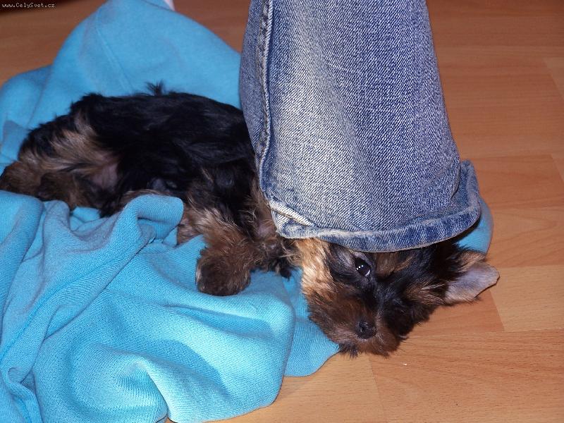 Foto: Sárinka mimi-Sárinka mimi