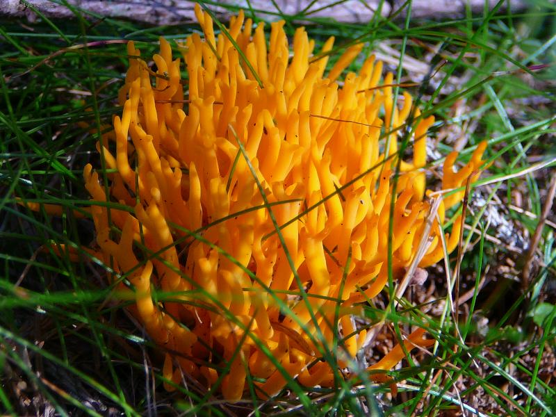 Foto: Krásnorůžek lepkavý