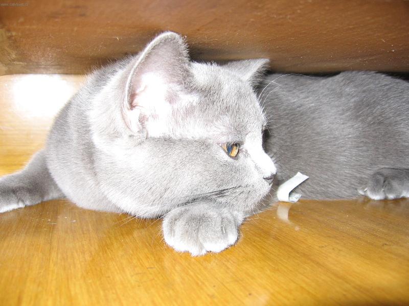 Foto: Čikulína-kočka ve skříni