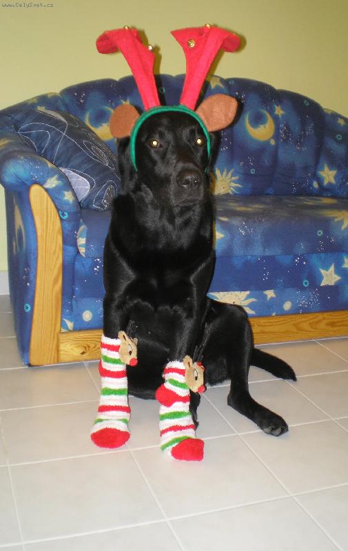 Foto: Ježíšek mi nadělil ponožky, nevěsta mi nasadila parohy