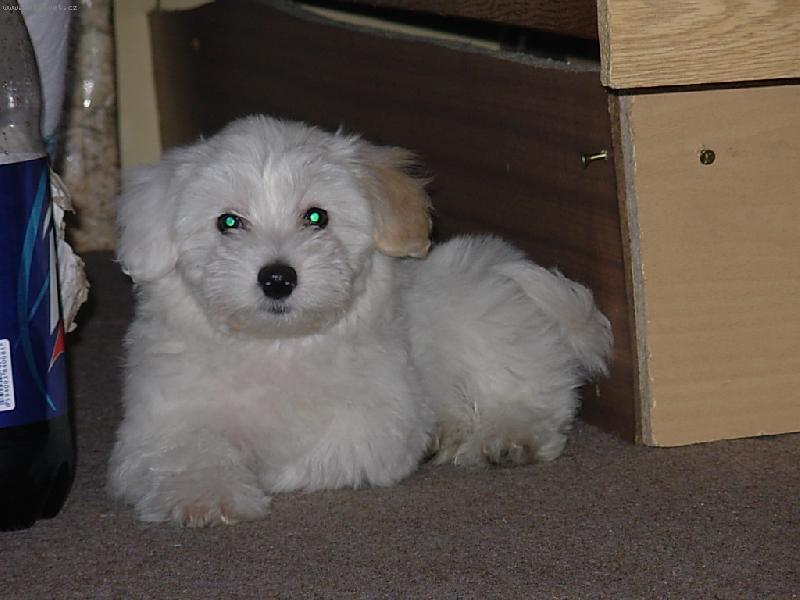 Foto: Náš mazlíček danísek...-To jsem ale fešák co????