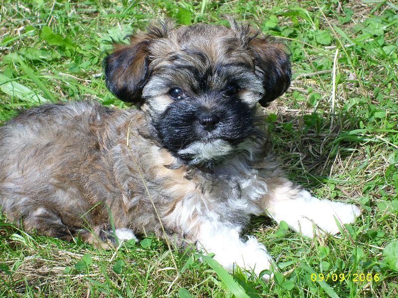 Foto: Benji-Trochu toho sluníčka neuškodí :-)