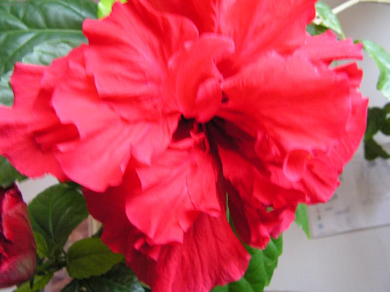 Foto: Ibišek-plnokvětý