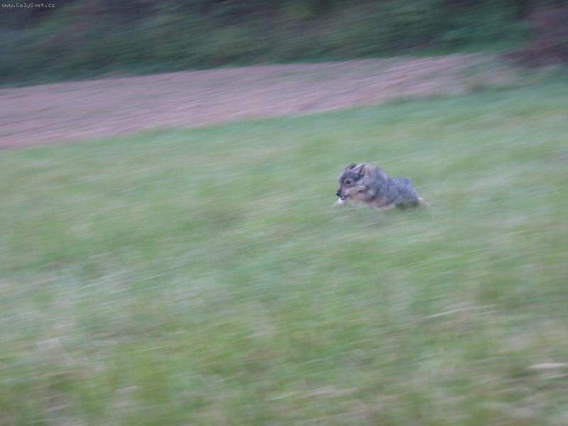 Foto: Náš pes!!!- Hele zajíc!