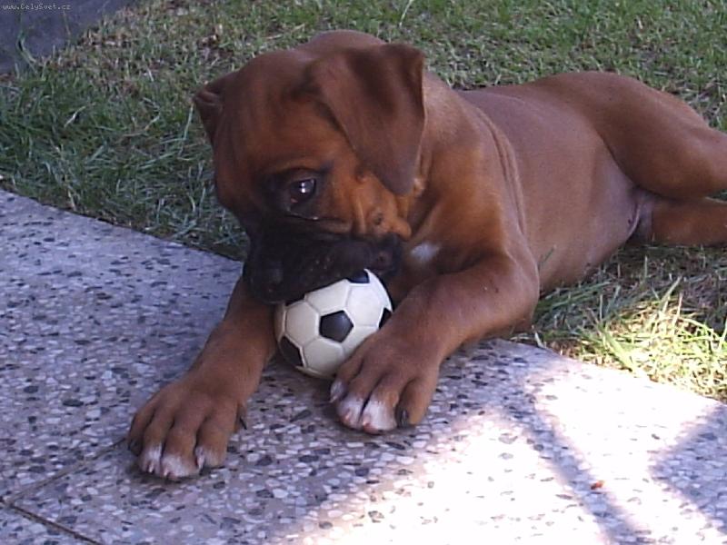 Foto: jednou ze mě bude velký fotbalista