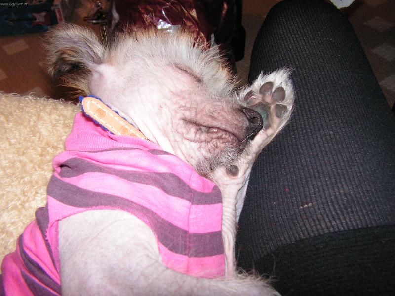 Foto: Janek-Vánoční dárky mě umořily