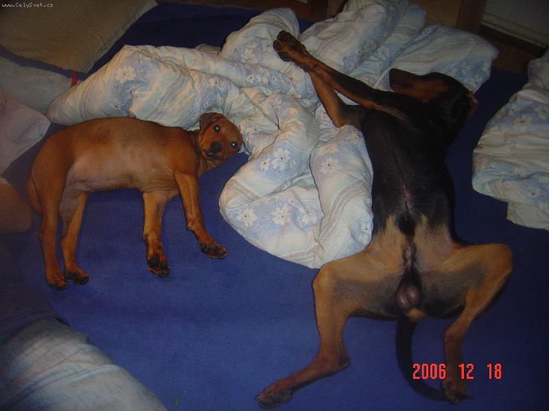 Foto: Prosím nebudit !!!-nám se ještě nechce vstávat.....