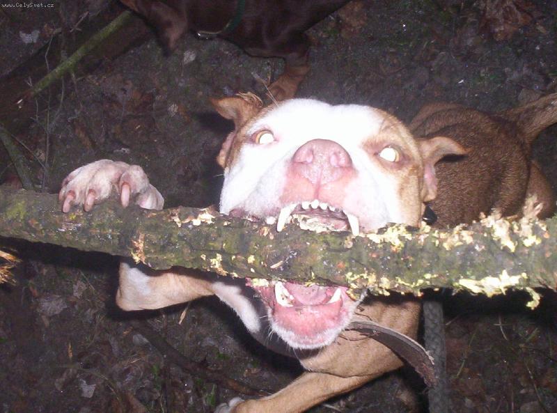 Foto: milacek-takhle si hrajeme