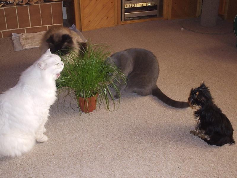 Foto: Ajinka a její kamarádi-Ajinka a její kočičí kamarádi