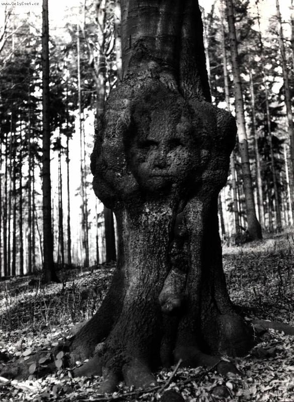 Foto: strom a člověk-příroda a lidé