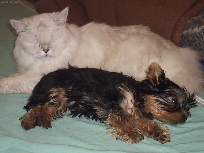 Foto: Ajinka-Aja a 11tiletý kocour