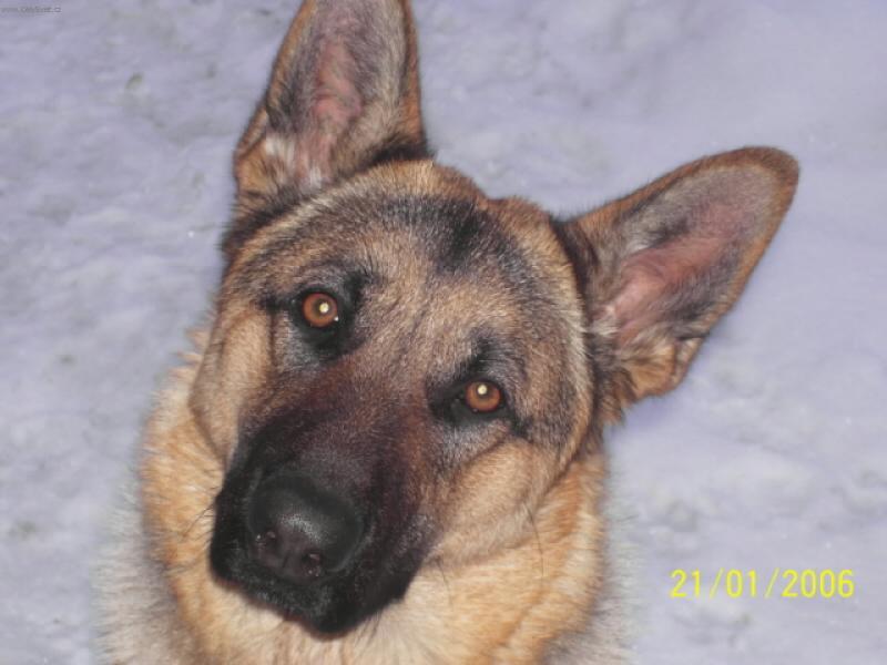 Foto: Besinka-Tak těmahla očičkama se na mě kouká