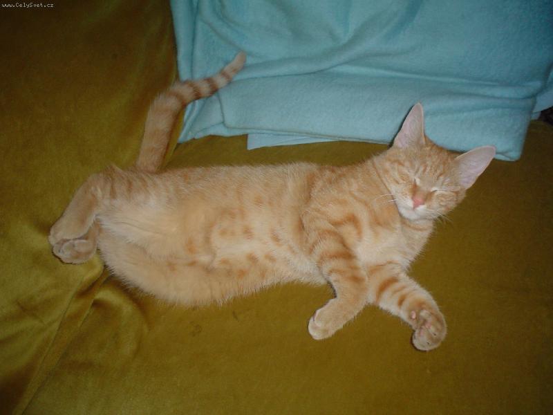 Foto: Jedna z mých oblíbených poloh-Zrzeček při odpolední siestě