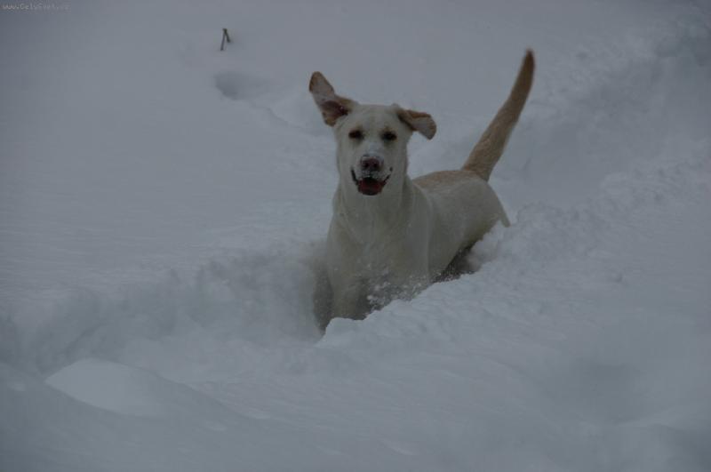 Foto: Co si tochu zaplavat ve sněhu...