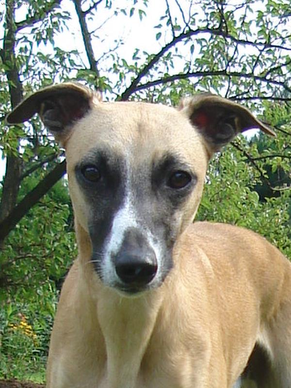 Foto: Model-Tohoto pejska obdivuji,máme ho přes plot,ale vyfotit se nechal:)