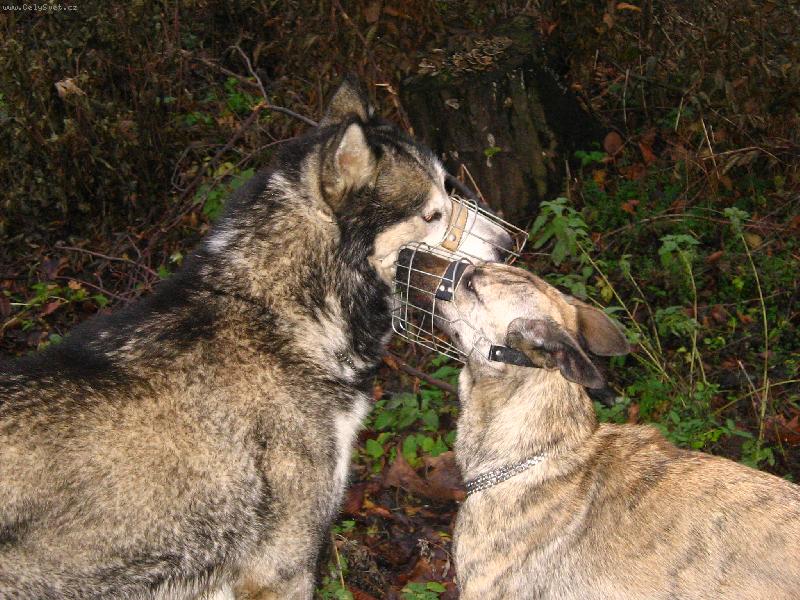 Foto: Něco ti pošeptám...