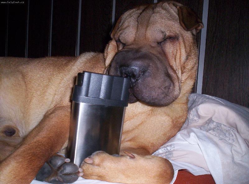 Foto: To mám ale žízen-Ahoj já jsem Barney je mi rok a půl a jsem mazel celé rodiny