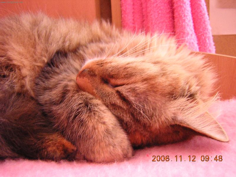 Foto: Ashley-Tohle je kočka nejasného původu :)