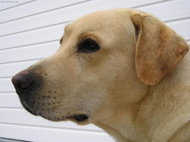 Foto: Portrait 2-opět hlava :o)