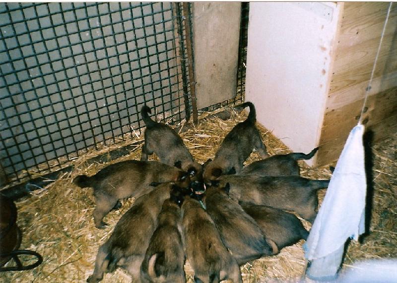 Foto: Nenasytové-štěnata