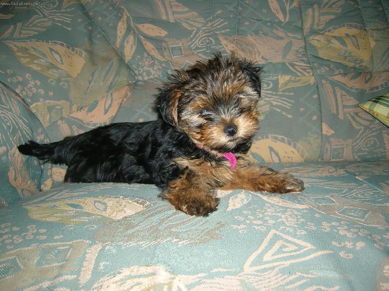 Foto: Neluška Ale Umí Pózovat ...-Každy pes má svou pózu