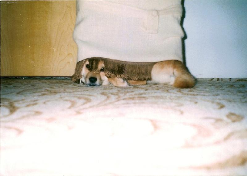 Foto: CLEOPATRA-pod stoličkou