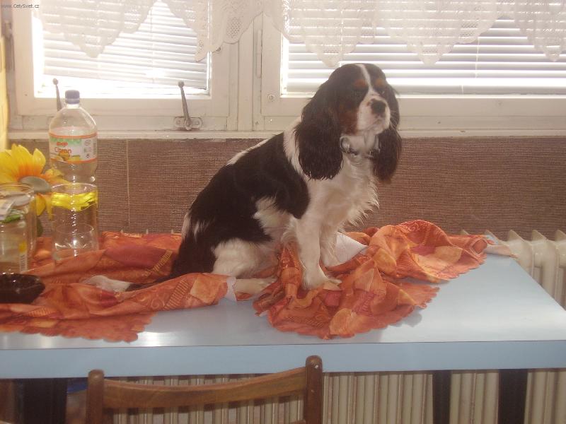 Foto: Athena Magic Magpie-Ubrousku, prostři se !