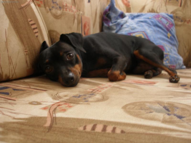 Foto: Relaxace=oD-Maxíček odpočívá