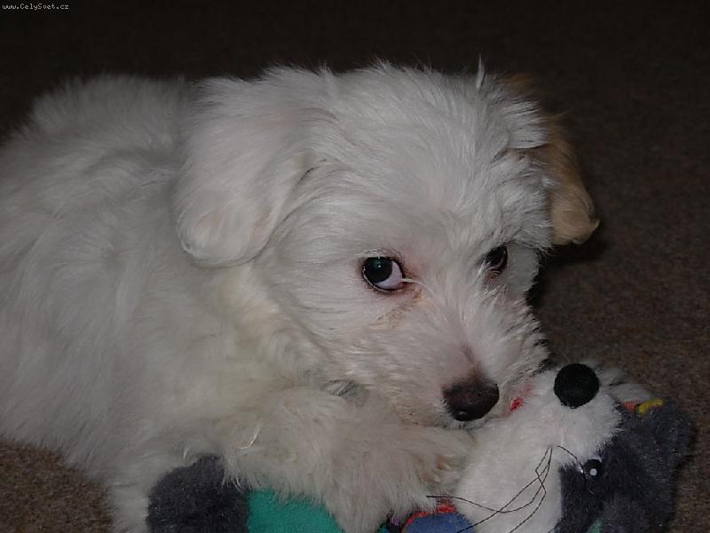 Foto: Tak to je muj myšanek rád si do nej zakousnu...