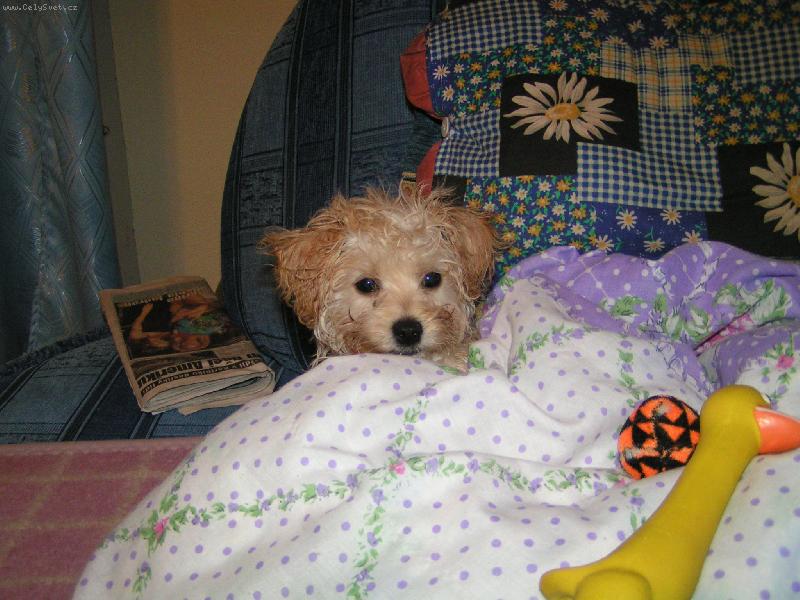 Foto: Kvído po koupání