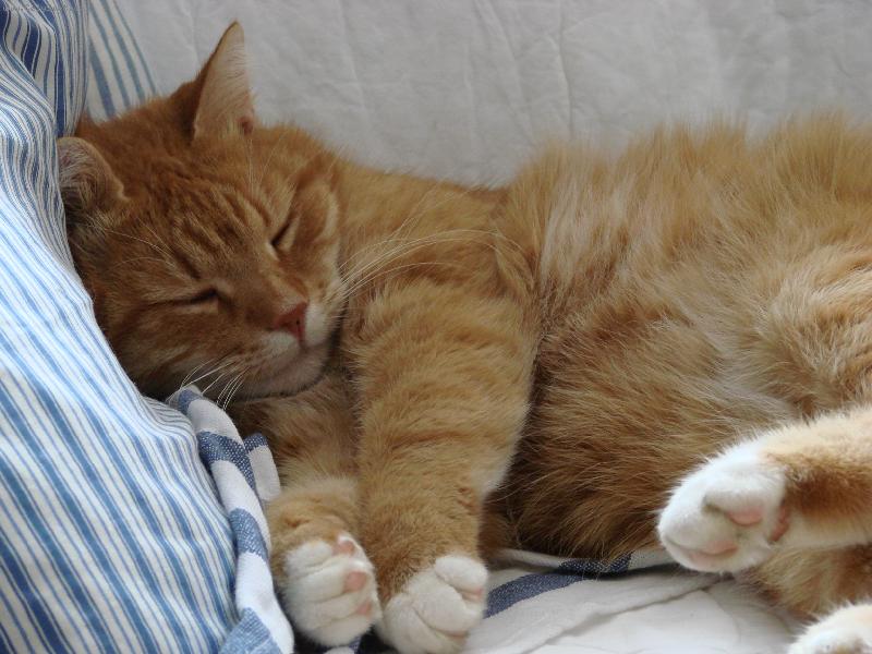 Foto: Matýsek-Sladké snění