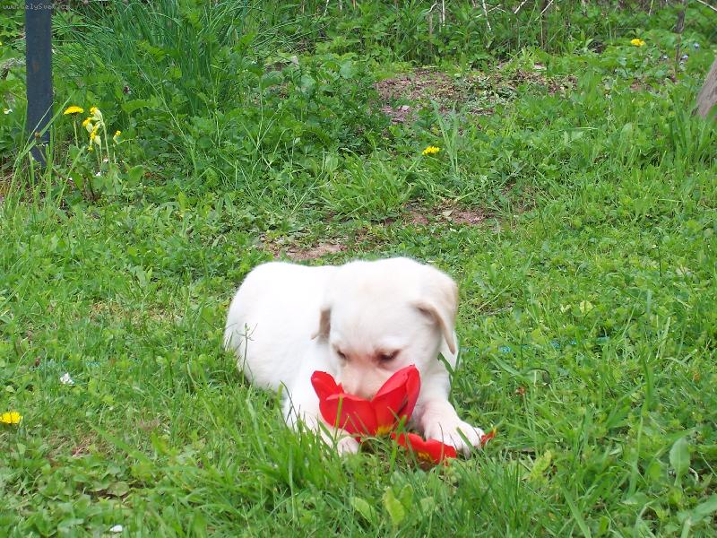 Foto: kytička-voní?? nevoní??