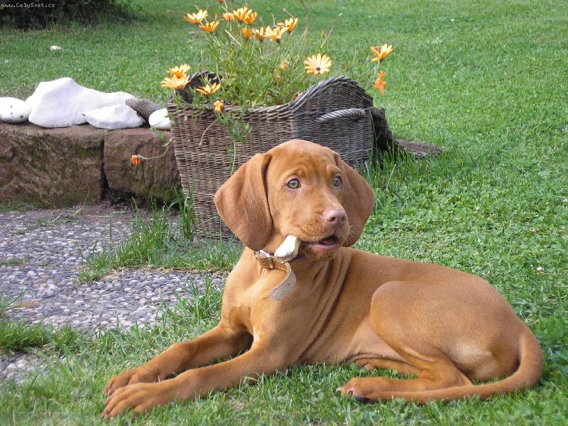 Foto: Tessinka a kostička co nahrazuje dudlík :o)