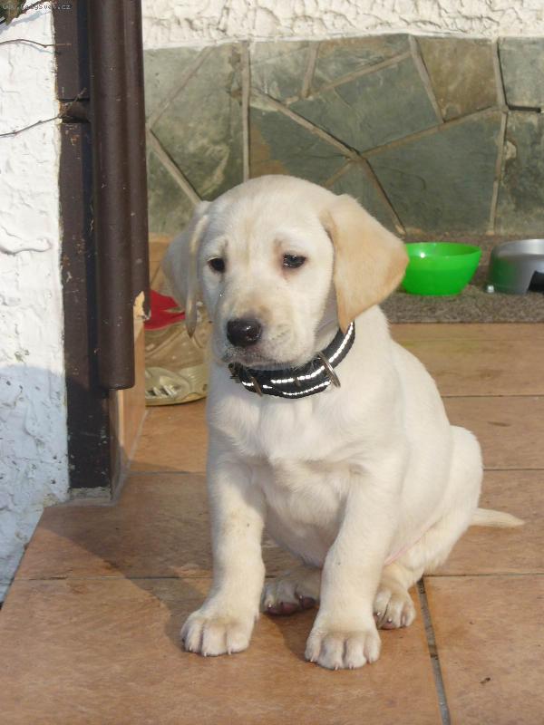 Foto: Poprvé u nových páničkůůůů.......-RON