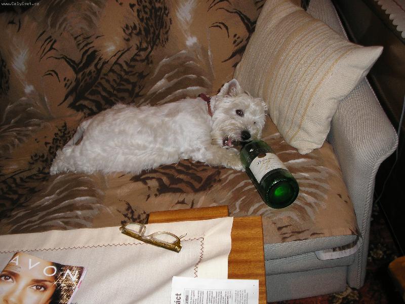 Foto: anetka-nasáváme aneb jaký pán takový pes