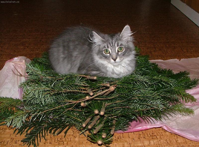 Foto: Vánoční příprava