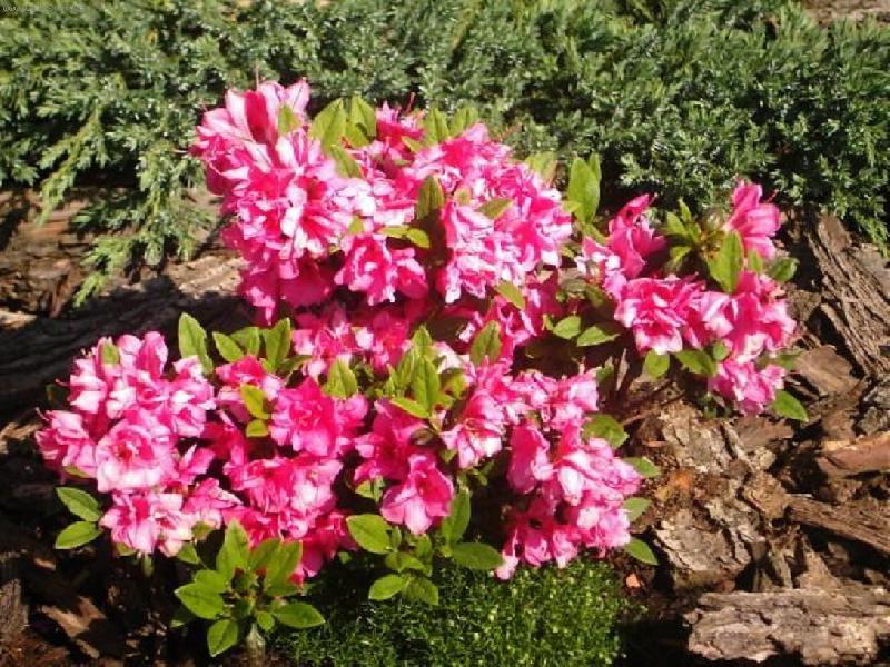 Foto: Azalka z naší zahrádky