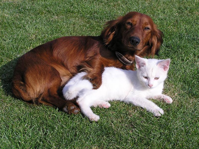 Foto: ferdík a beník-odpoledni siesta
