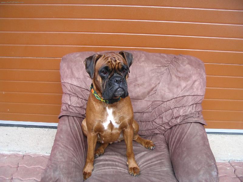 Foto: Hlídací Pes-Já vám dám BOUDU !!!