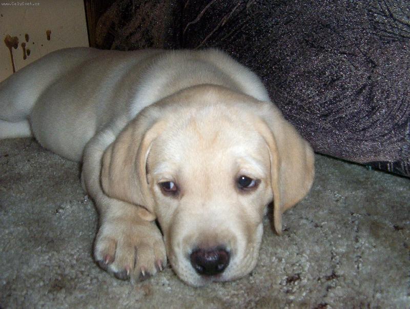 Foto: Maxík-To jsem ale unavený