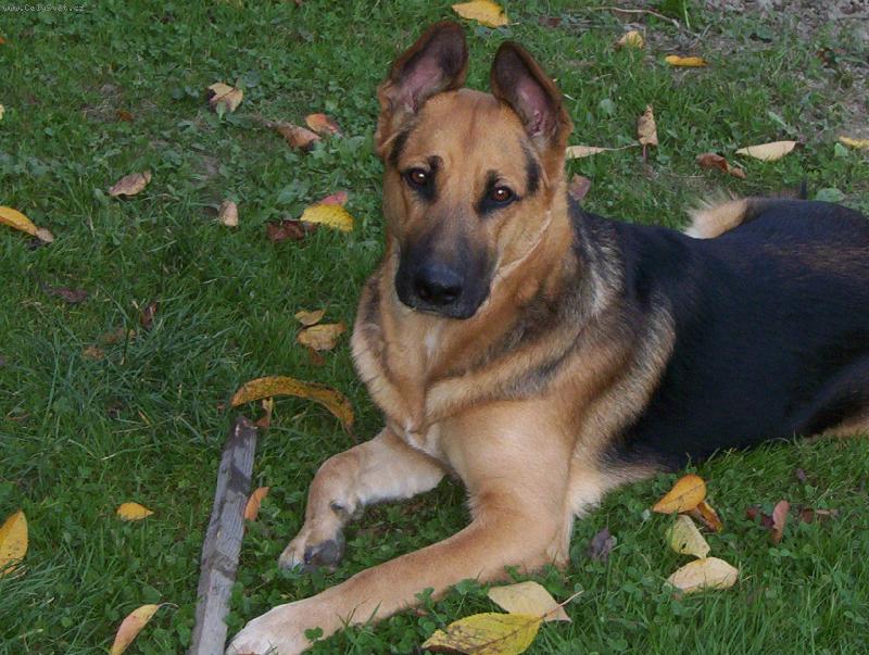 Foto: Model Argo-Pozuju správně???