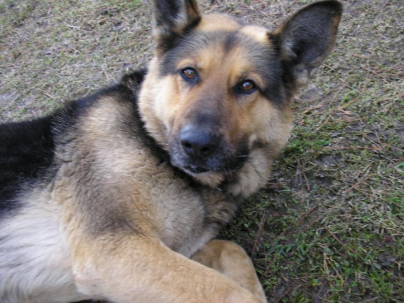 Foto: Náš pes Randy