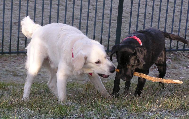 Foto: Souboj o klacek-Bastien a Aura