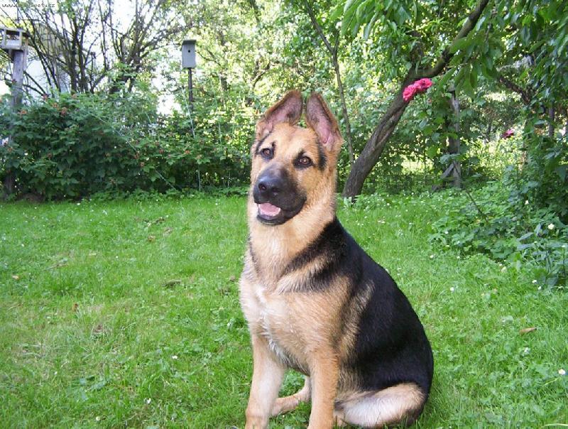 Foto: Argo-náš mazel