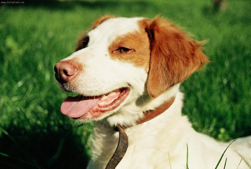 Foto: Beník-Smějící se Ben