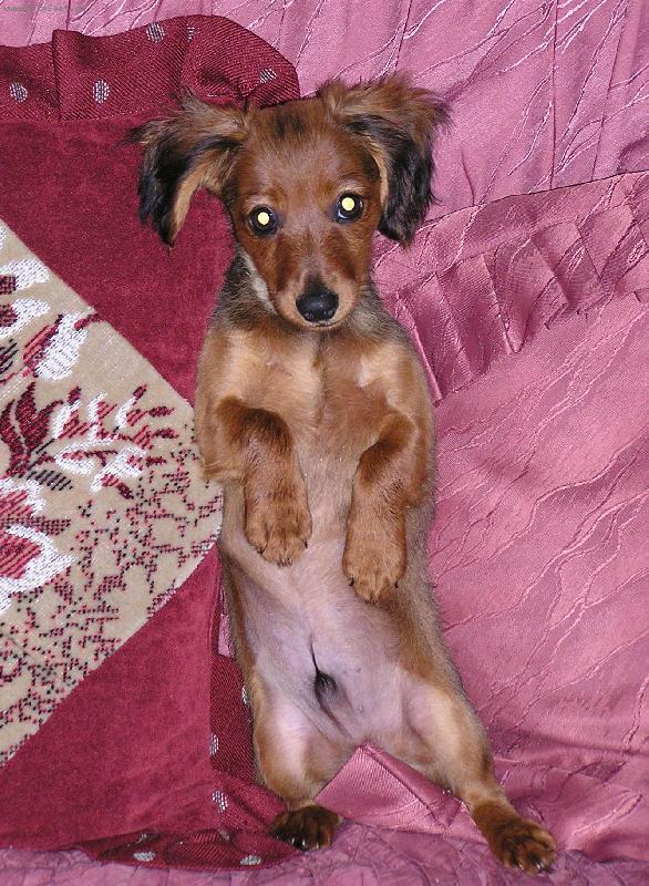 Foto: Čertík-Smím prosit?