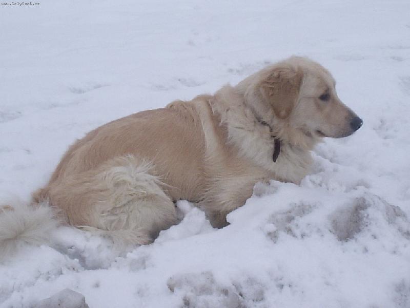 Foto: Arki-snížek a zimaa... to my máme rádi