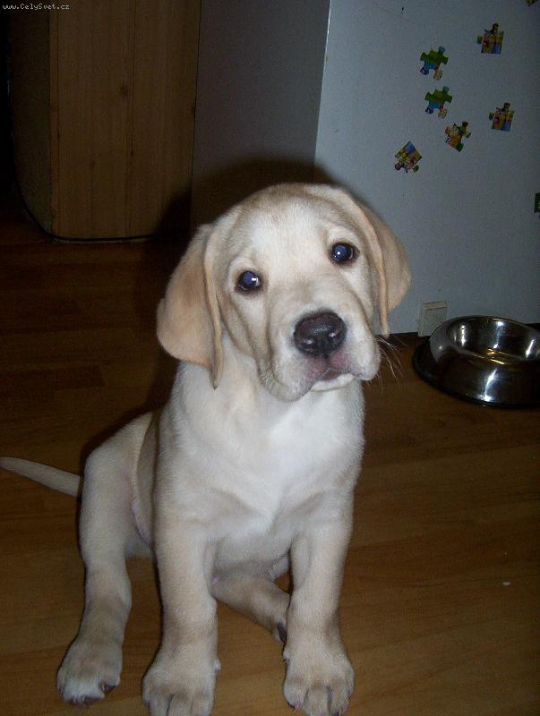 Foto: Max-to jsem se dobře napapal!