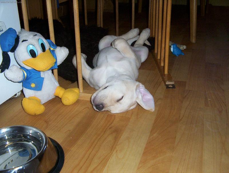 Foto: Maxík-tak se mi spinká nejlíp!